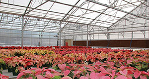 New Poinsettia Greenhouse Doubles as Retail Space
